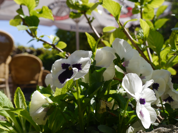 Waldcafé Detail 3